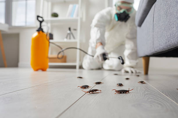 Commercial Rodent Management in Groesbeck
